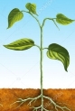 C:\Users\U\Desktop\depositphotos_10568148-stock-photo-seed-germination.jpg